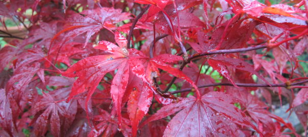 Autumn colour from an Acer
