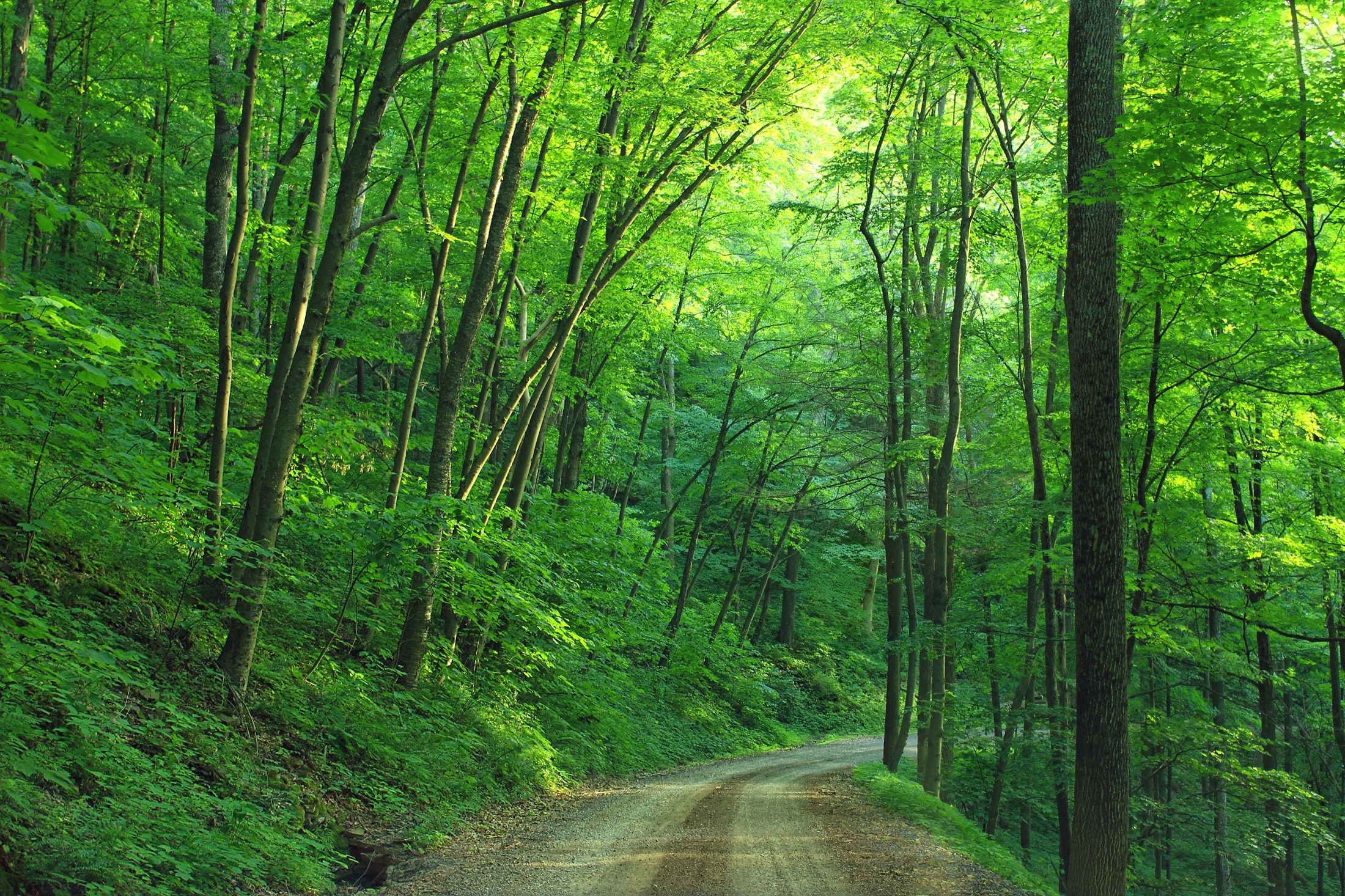 green forest