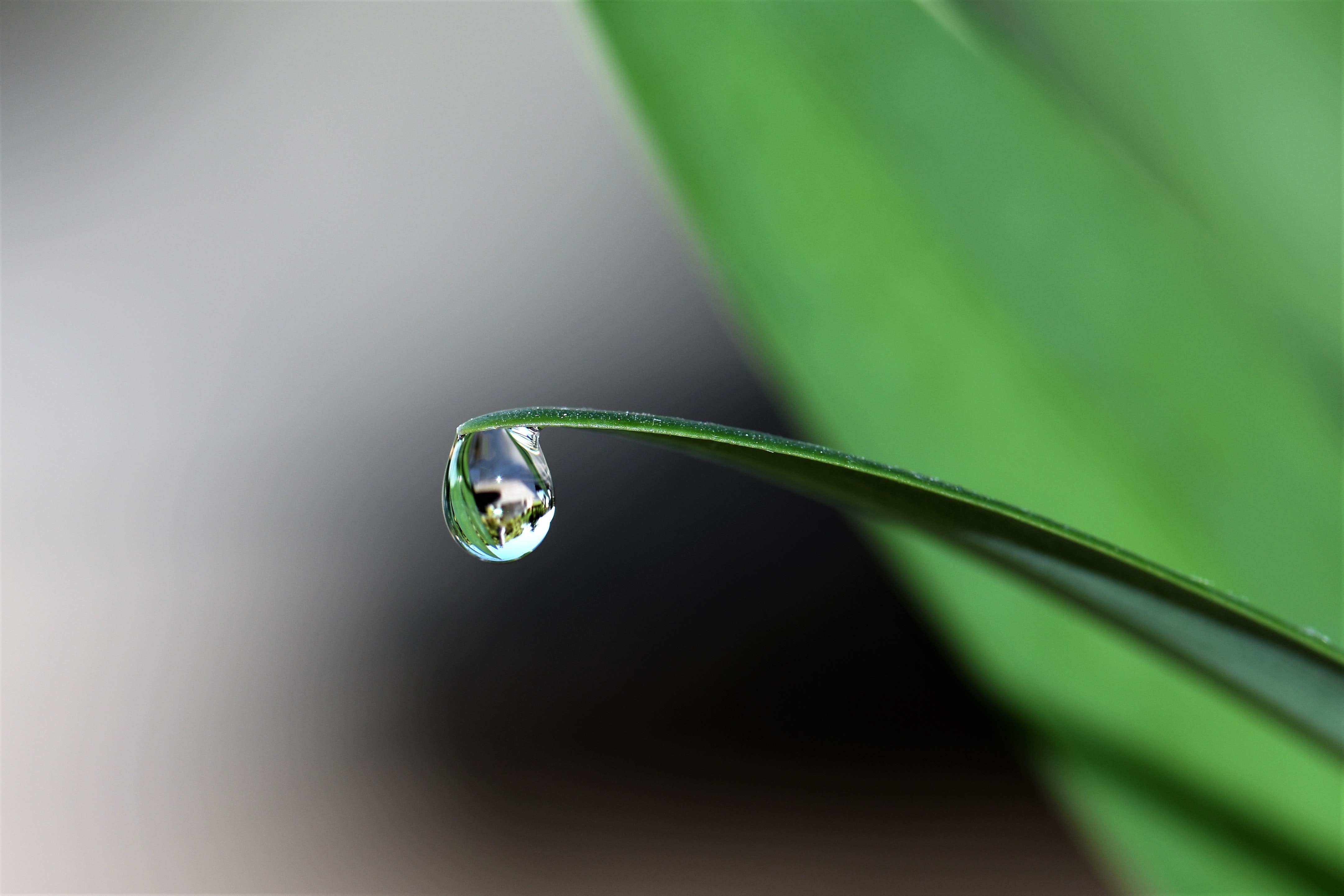 drop of water on a grass